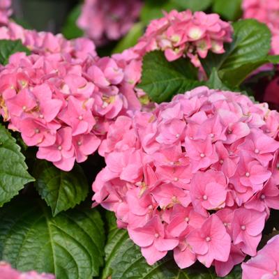 Hydrangea macr. 'Early Pink'