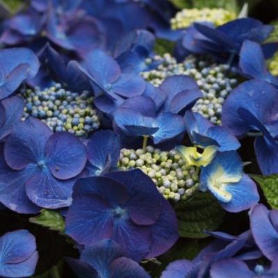 Hydrangea macr. 'Eisvogel'