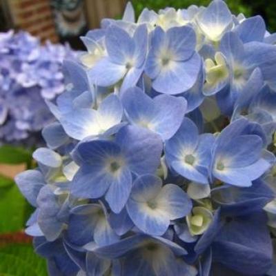 Hydrangea macr. 'Forever & Ever' ®