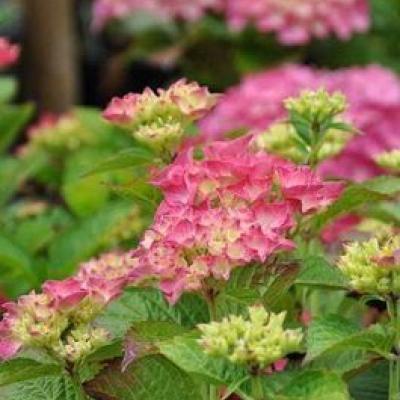 Hydrangea macr. 'Glowing Embers'