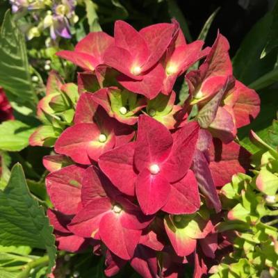 Hydrangea macr. 'Green Shadow'  ®