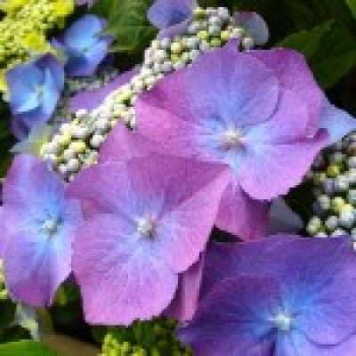 Hydrangea macrophylla 'Hype'