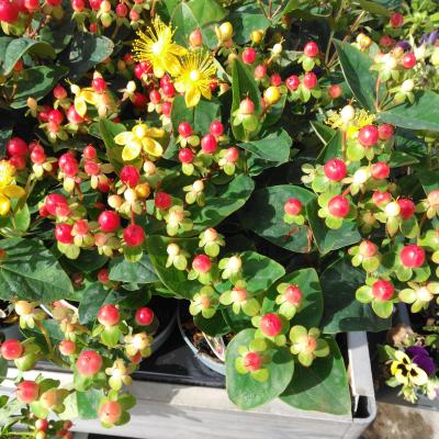 Hypericum miracle Mix