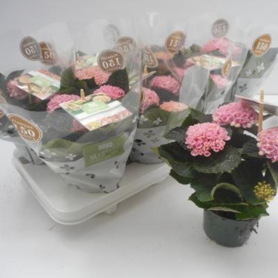 Hydrangea mac. 'Magical lRevolution'  3+  BL