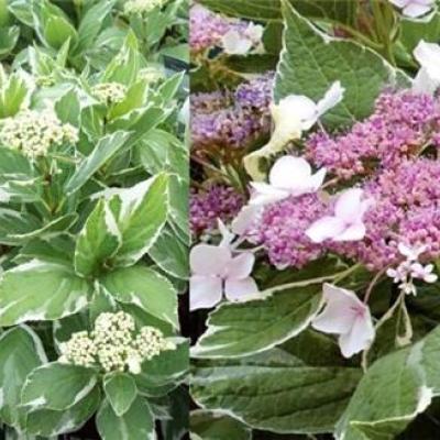 Hydrangea macrophylla 'Light-O-Day' ® FIRST EDITION