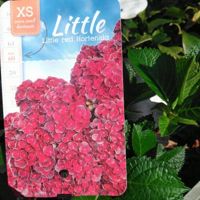 Hydrangea m. 'Little Red'