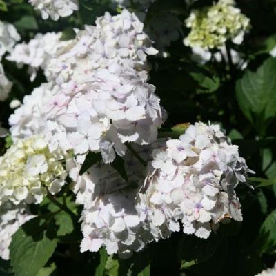 Hydrangea macr. 'Mme E. Mouillière'