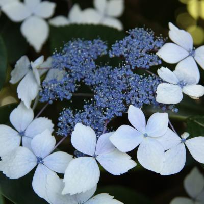 Hydrangea macr. 'Mariesii Perfecta'