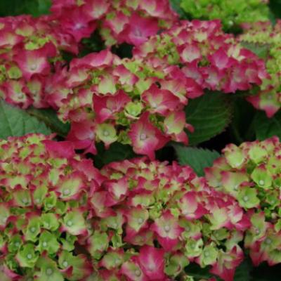 Hydrangea macr. 'Royal Red'