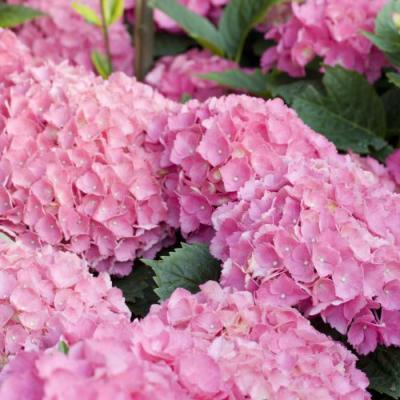 Hydrangea macr. 'Schone Bautznerin'