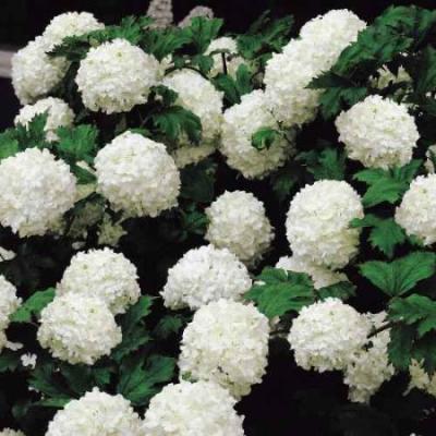 Hydrangea macr. 'Sneeuwbal'