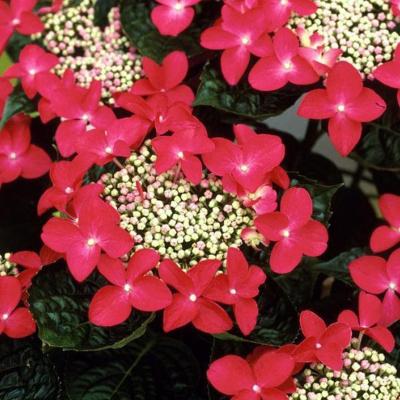 Hydrangea macr. 'Teller Red''