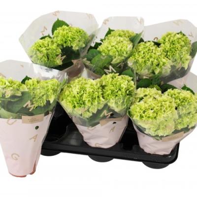 Hydrangea macrophylla 'Wudu'