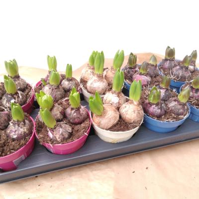 Hyacinthus orie. mix  3 pp - PROMO