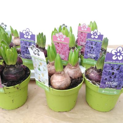 Hyacinthus orie. 'Pearl'