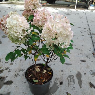 Hydrangea pan. 'Bobo'