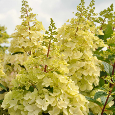 Hydrangea pan. 'Candlelight' ®