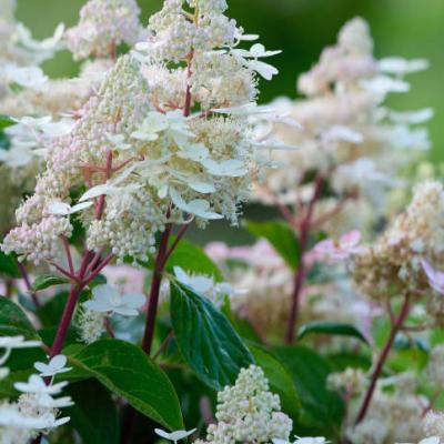 Hydrangea pan. 'Early Harry'