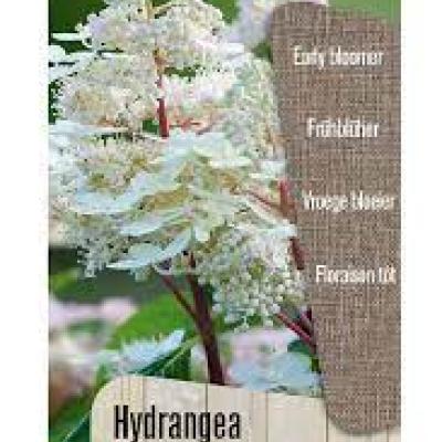 Hydrangea pan. 'Early Harry' F