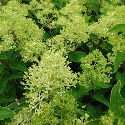 Hydrangea pan. 'Garden Lights'® Mix