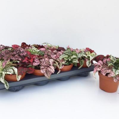 Hypoestes phyllo. MIX