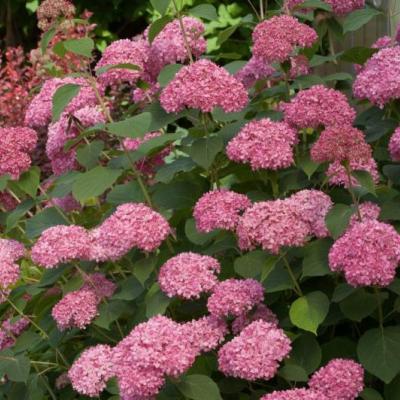 Hydrangea 'Pink Annabelle'®