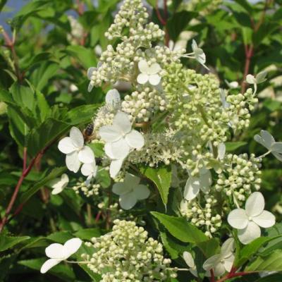 Hydrangea pan. 'Kyushu'