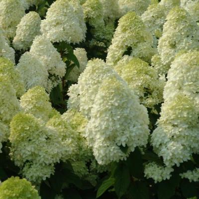 Hydrangea pan. 'Limelight' ®