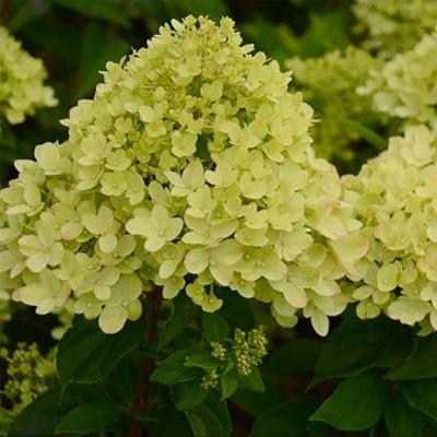 Hydrangea pan. 'Little Lime'®