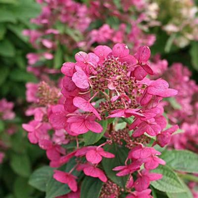 Hydrangea pan. 'Magical Fire'