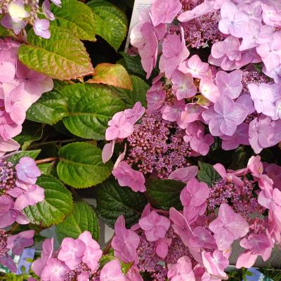 Hydrangea E.S. 'Pop Star'® Pink