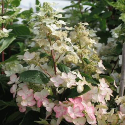 Hydrangea pan. 'Pinklight'