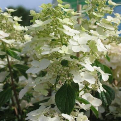 Hydrangea pan. 'Unique'