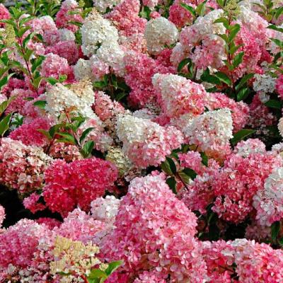 Hydrangea pan. 'Vanilla Fraise' ®