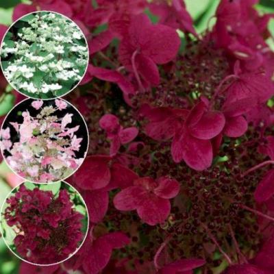 Hydrangea pan. 'Wim's Red'