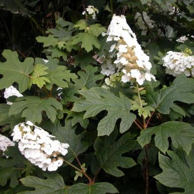 Hydrangea querc. 'Snow Queen'