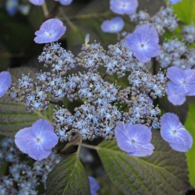 Hydrangea serr. 'Summer Glow' ®