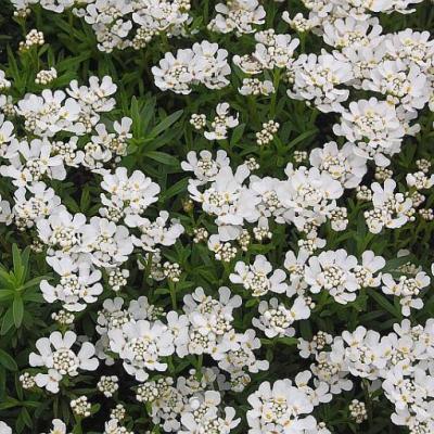 Iberis sempervirens Snowcone