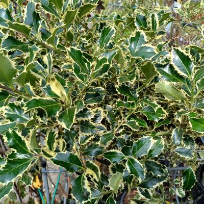 Ilex aq. 'Argentea Marginata'