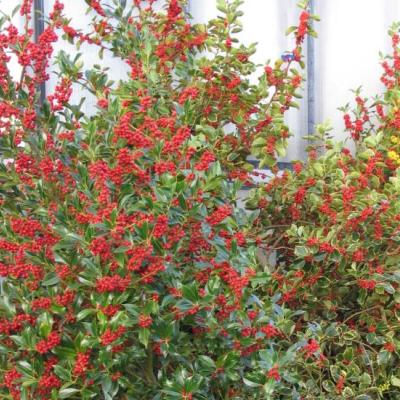 Ilex aq. 'J.C. van Tol'