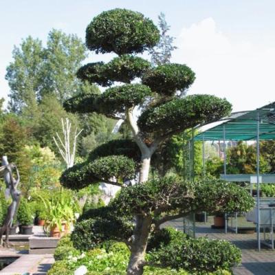 Ilex crenata 'Bonsai'