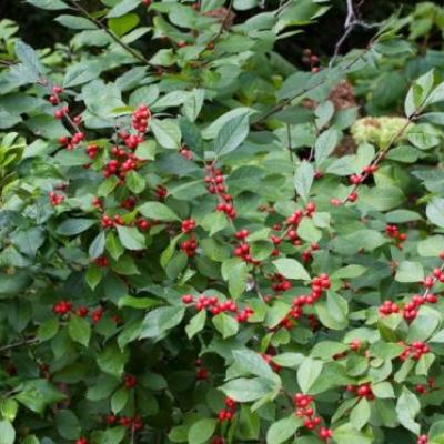 Ilex verticillata - vol met rode bessen