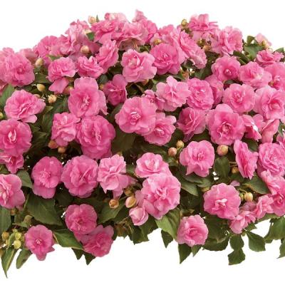Impatiens dubbel - Musica