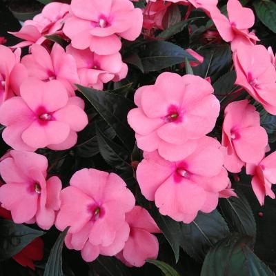 Impatiens'New Guinea' in kleuren