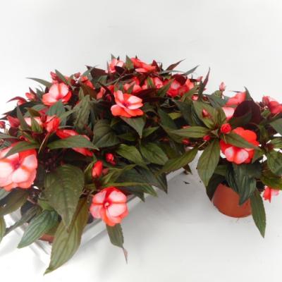 Impatiens NG 'Tamarinda Red Bicol' Rood-wit