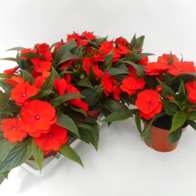 Impatiens NG 'Tamarinda Orange' Oranje