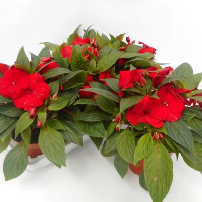 Impatiens NG 'Tamarinda Dark Red' Rood