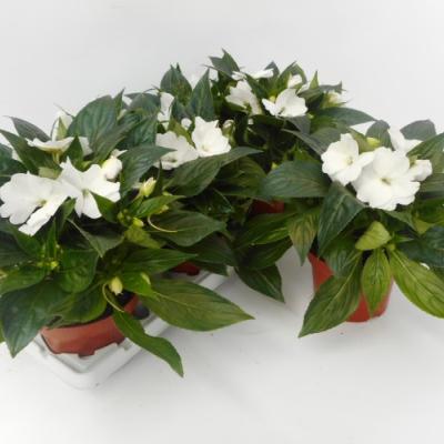 Impatiens NG 'Tamarinda White' Wit