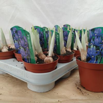 Iris Harmony in pot - Iris