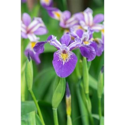 Iris pseudacorus 'Blue'